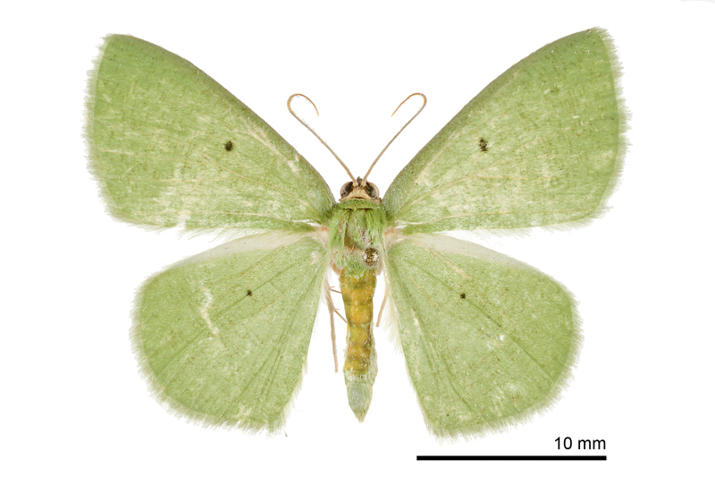 Aplochlora vivilaca Female